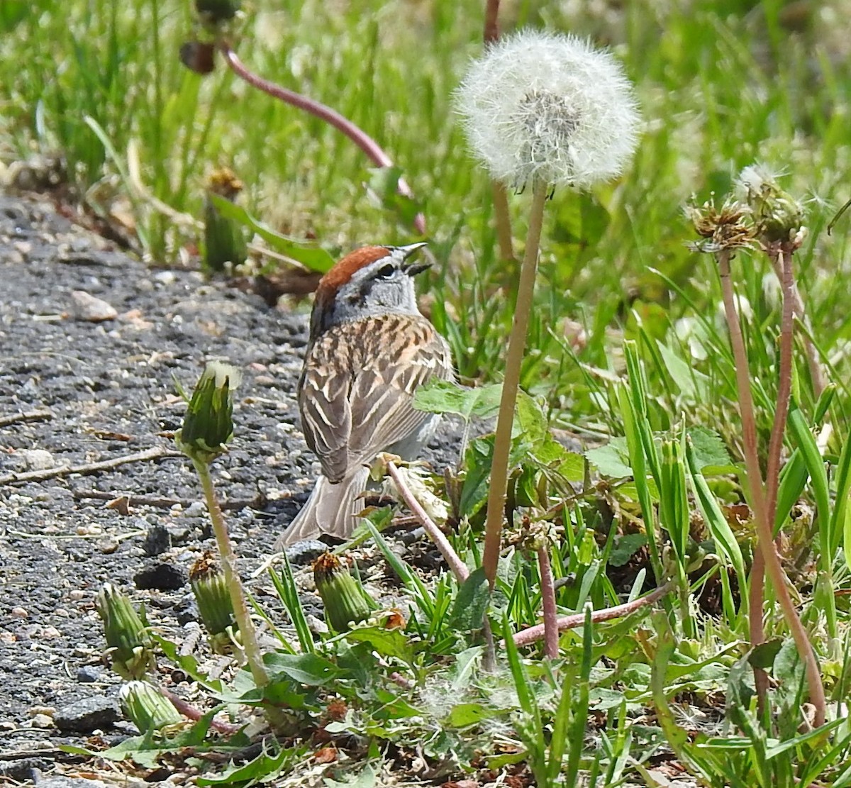 Chipping Sparrow - ML620145922