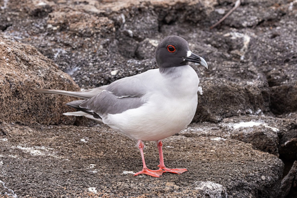 Swallow-tailed Gull - ML620145923