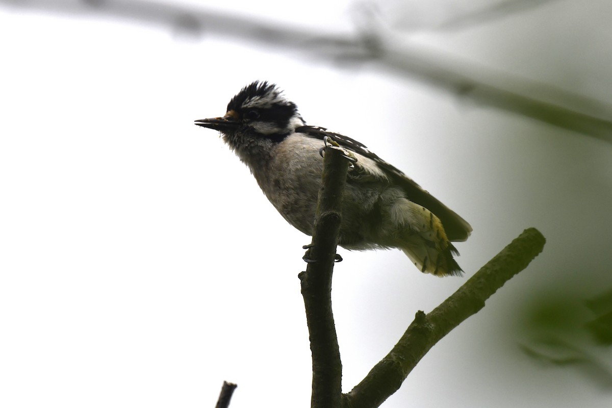Downy Woodpecker - ML620145946
