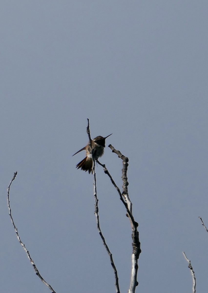 Colibrí Calíope - ML620145953