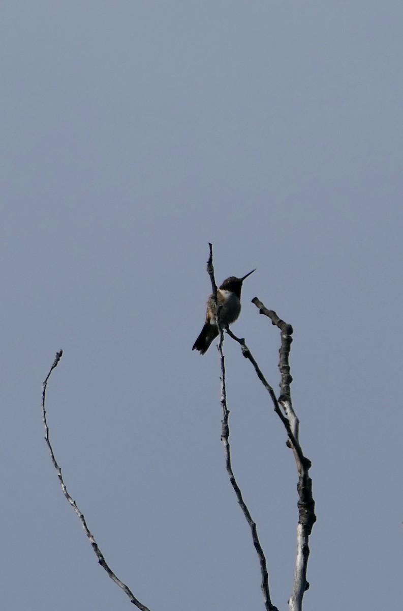Calliope Hummingbird - ML620145957