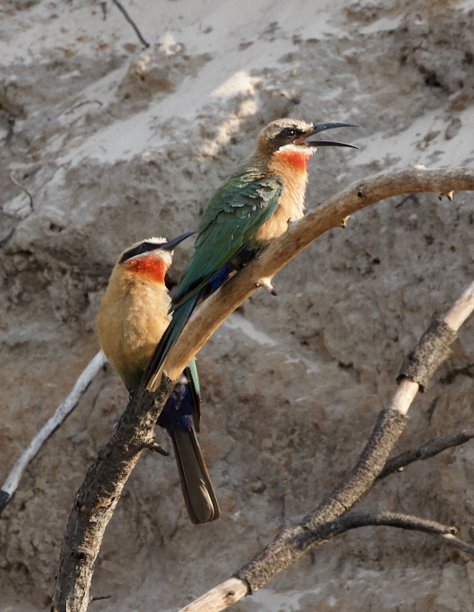 White-fronted Bee-eater - ML620145962