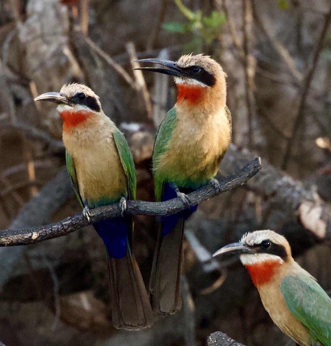 White-fronted Bee-eater - ML620145964