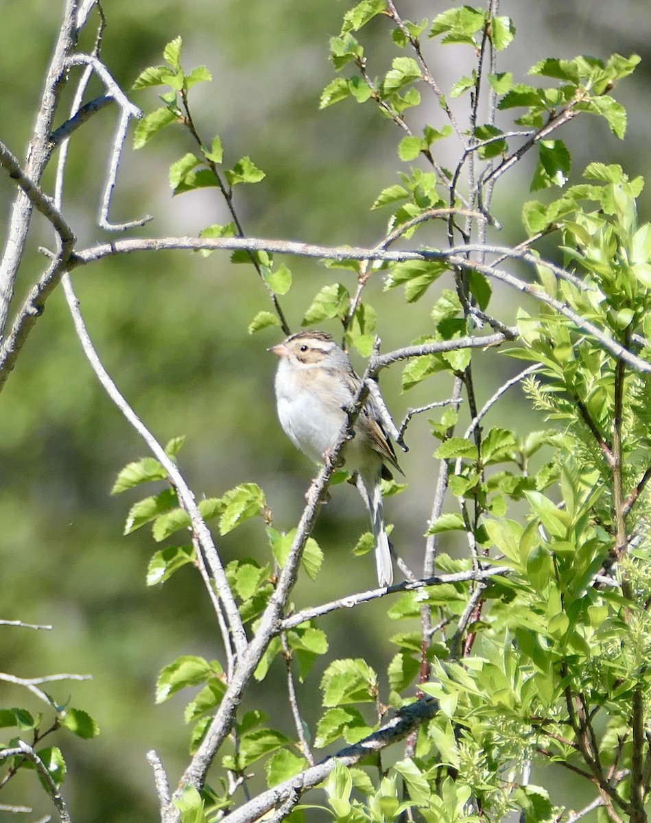 Clay-colored Sparrow - ML620145967