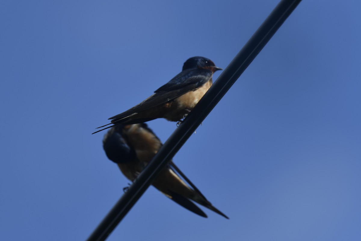 Barn Swallow - ML620145975