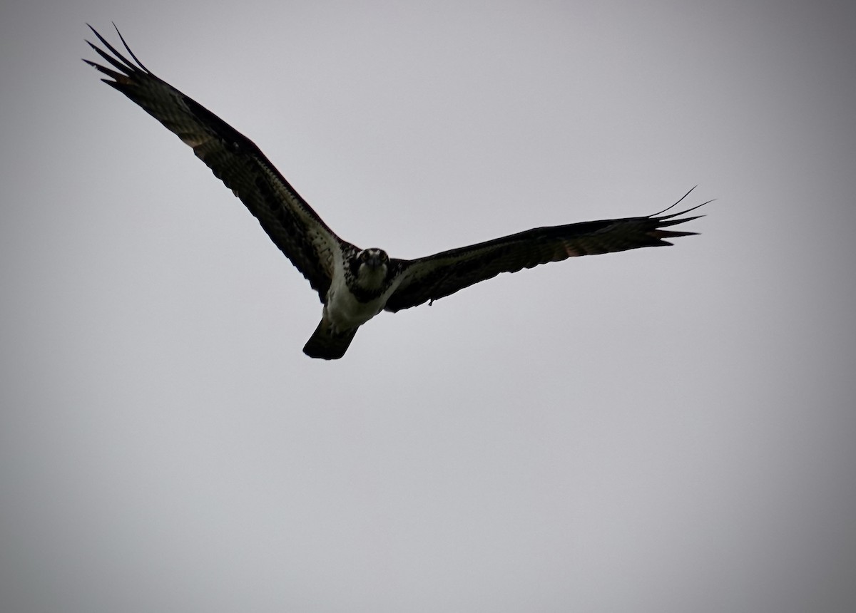 Osprey - ML620145978