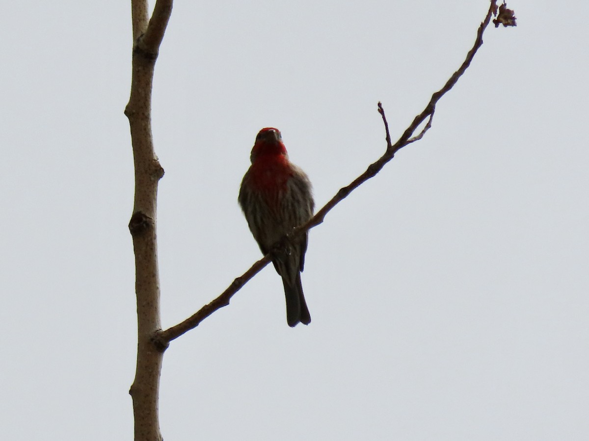 House Finch - ML620145991