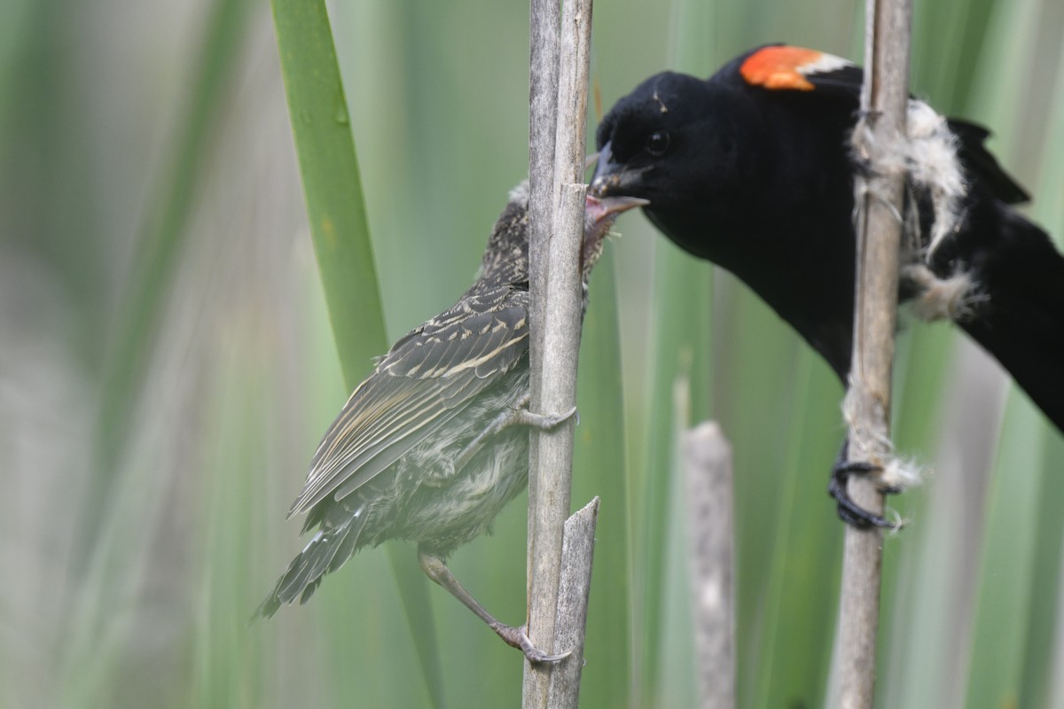 Red-winged Blackbird - ML620145992