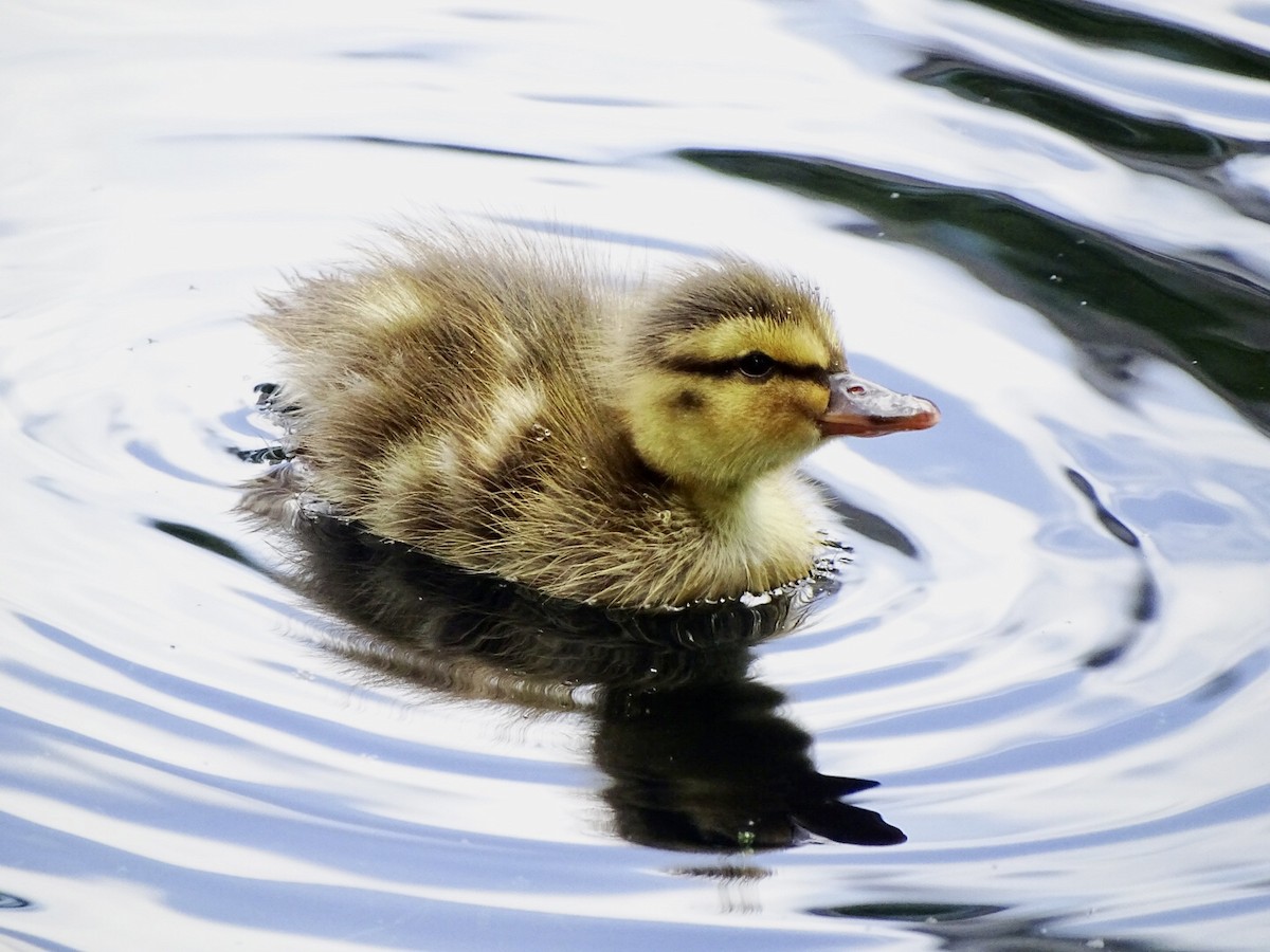 Canard colvert - ML620146004