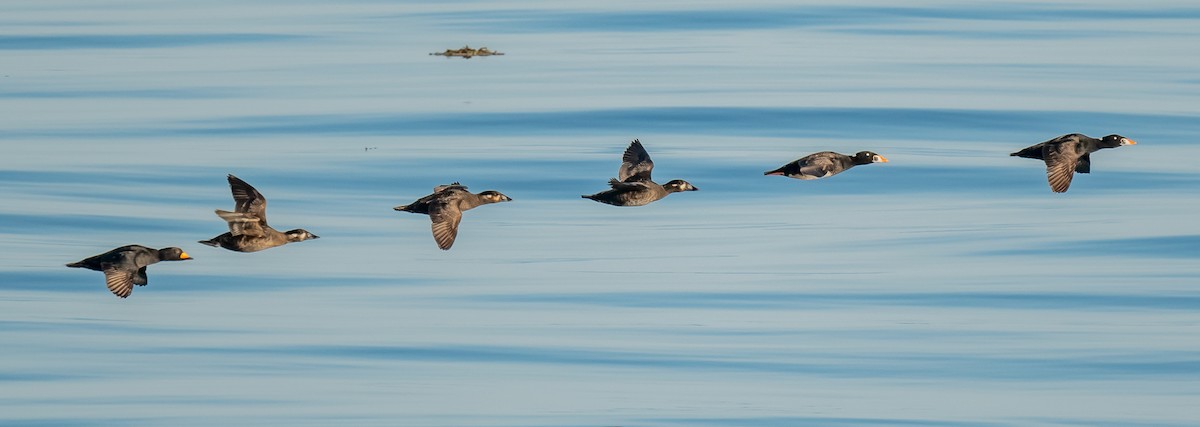 Surf Scoter - ML620146013