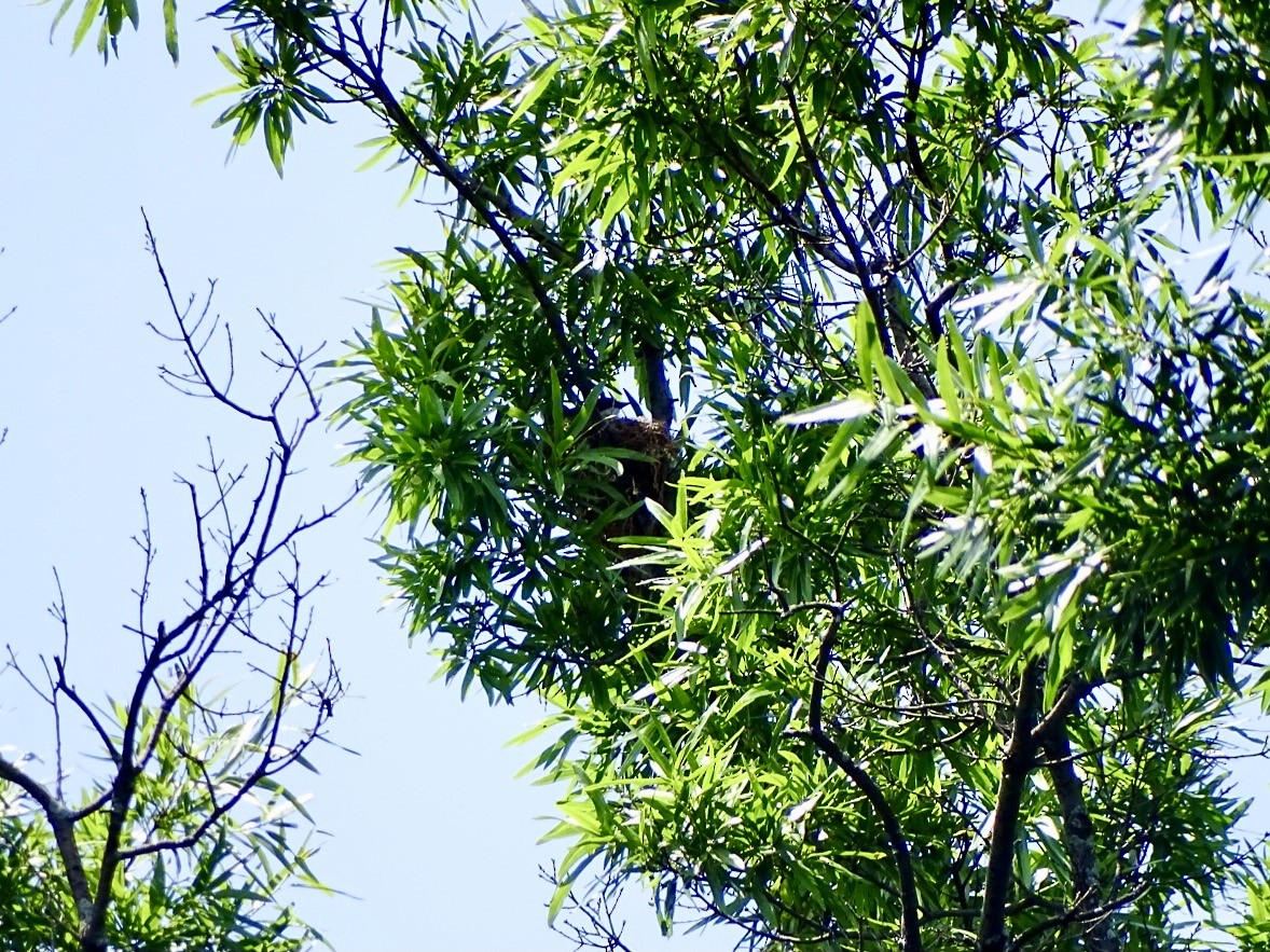 Eastern Kingbird - ML620146018