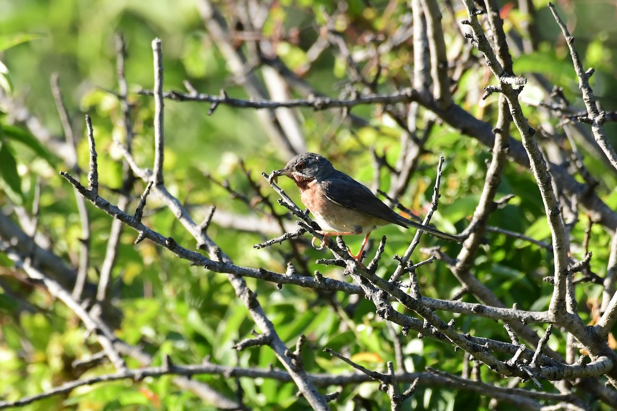 Eastern Subalpine Warbler - ML620146035