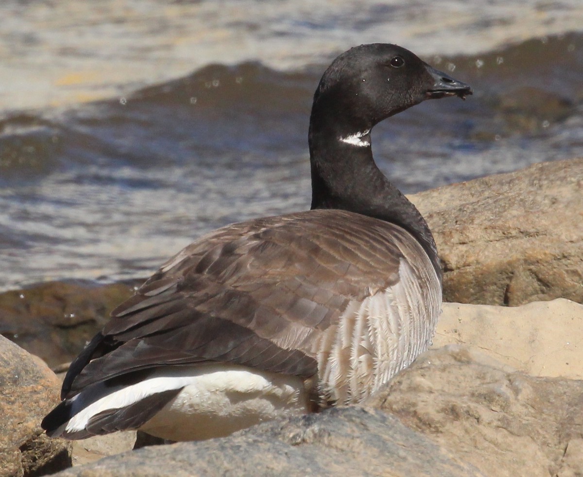 Brant - ML620146053