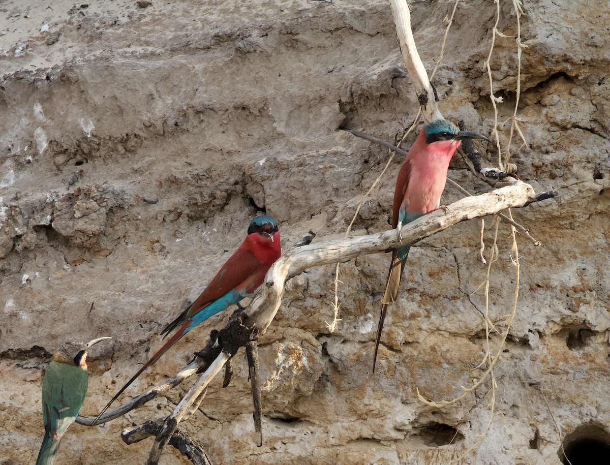 Southern Carmine Bee-eater - ML620146077