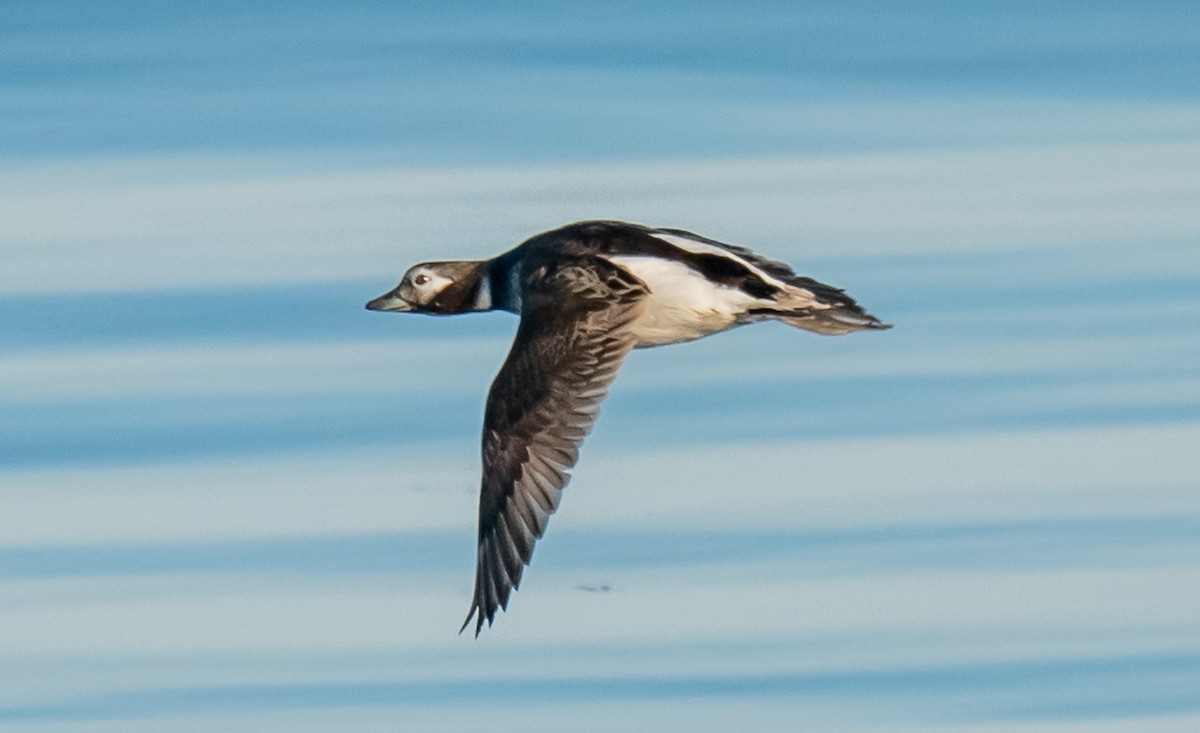 Long-tailed Duck - ML620146083