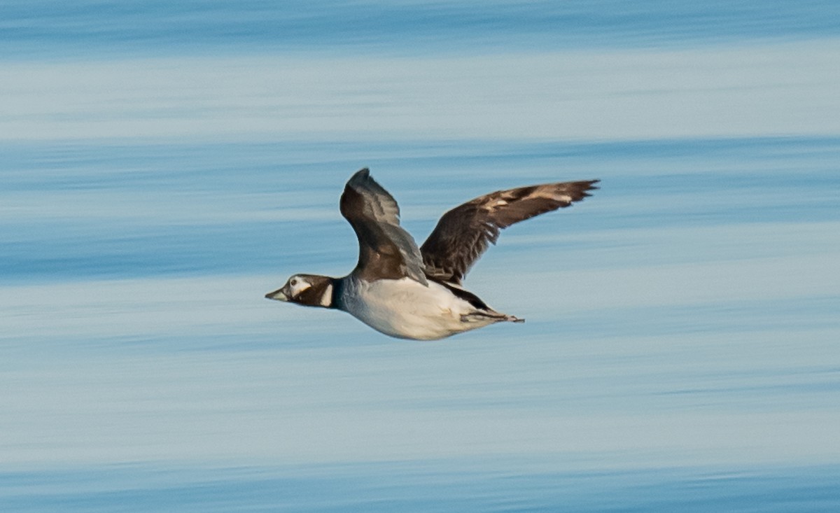 Long-tailed Duck - ML620146084