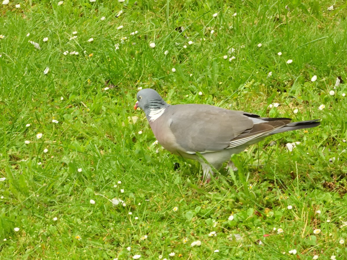 Common Wood-Pigeon - Dennis op 't Roodt