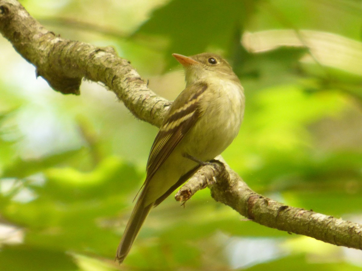 Acadian Flycatcher - ML620146094