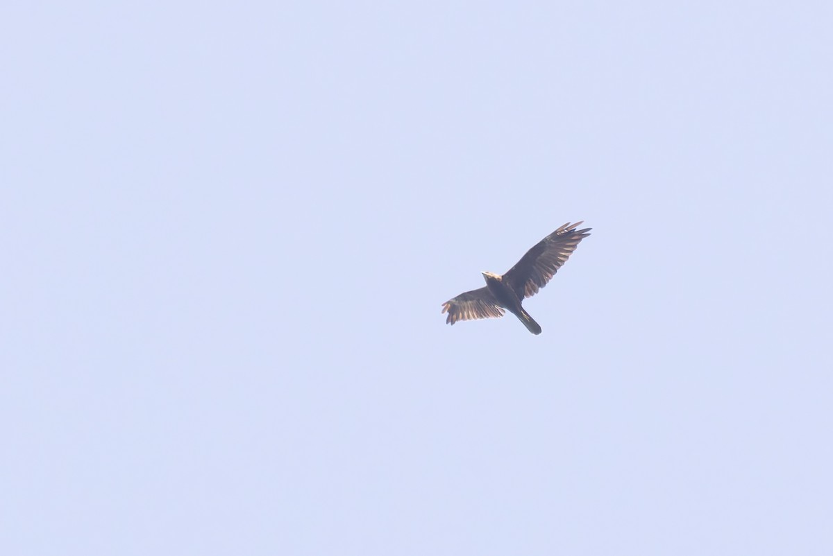 Western Marsh Harrier - ML620146101