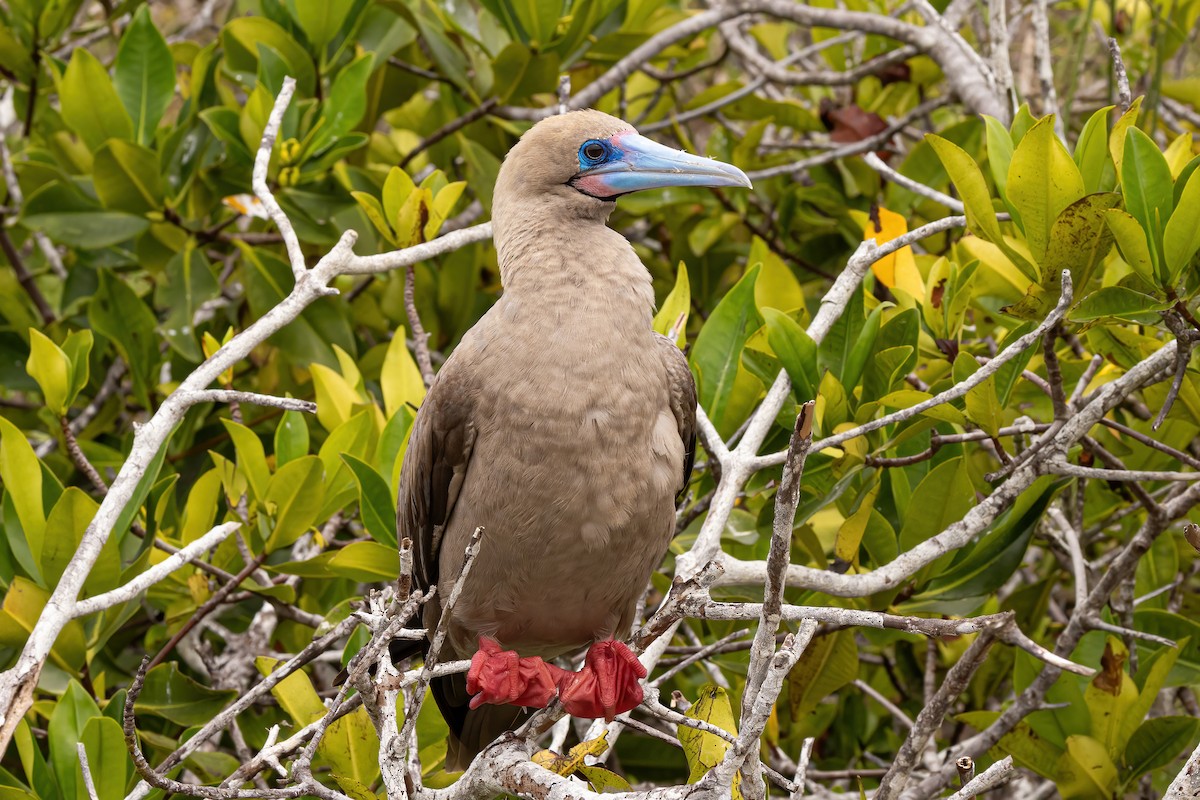 Red-footed Booby - ML620146109
