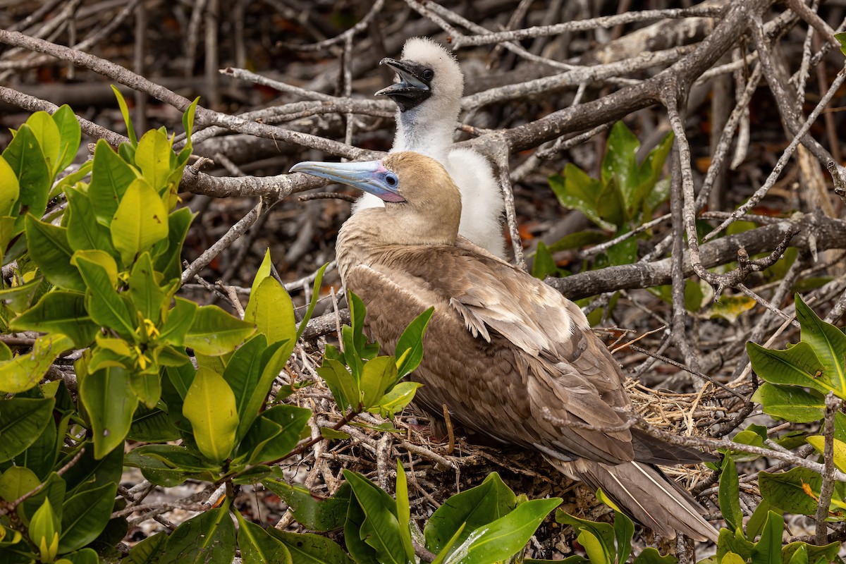 Red-footed Booby - ML620146113
