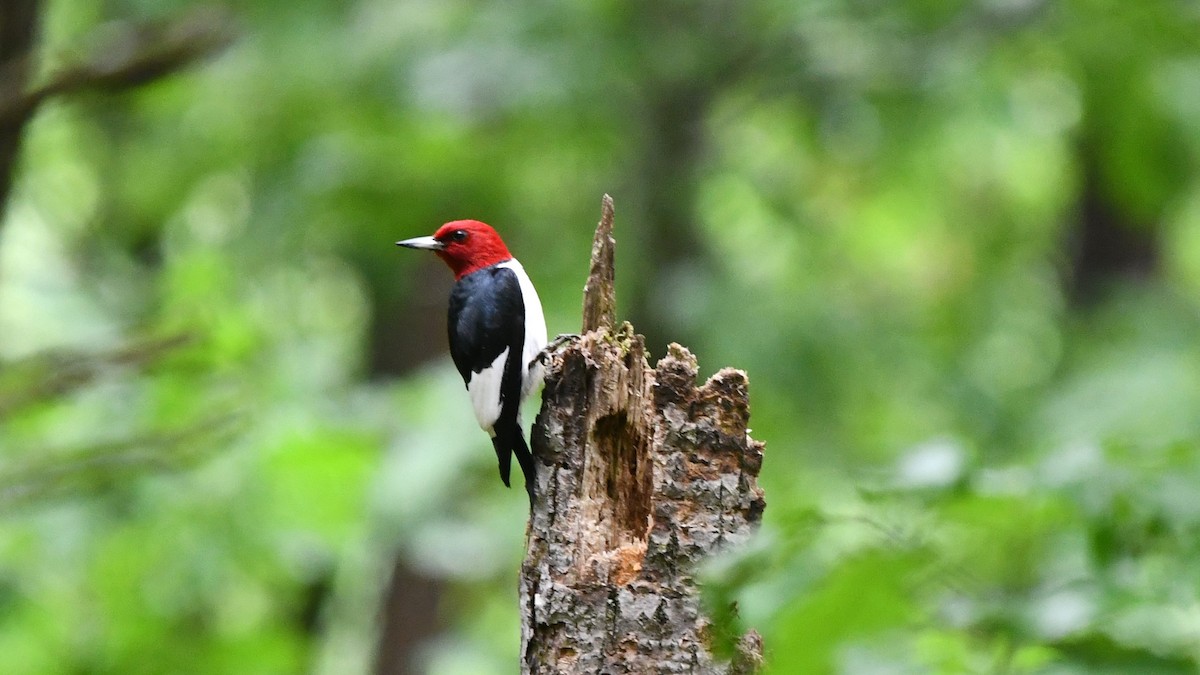 Red-headed Woodpecker - Bob Baker