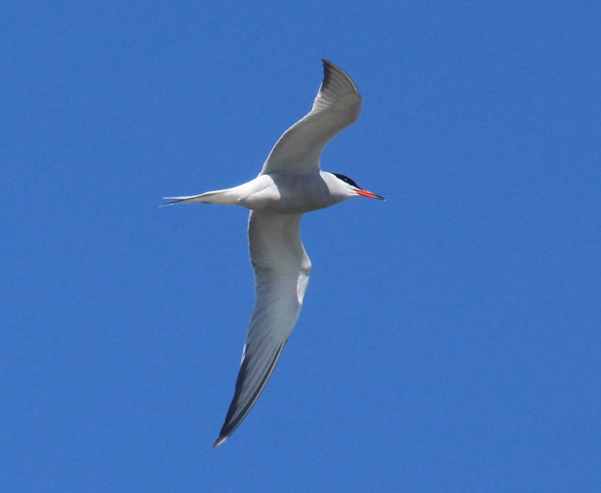 Common Tern - ML620146132
