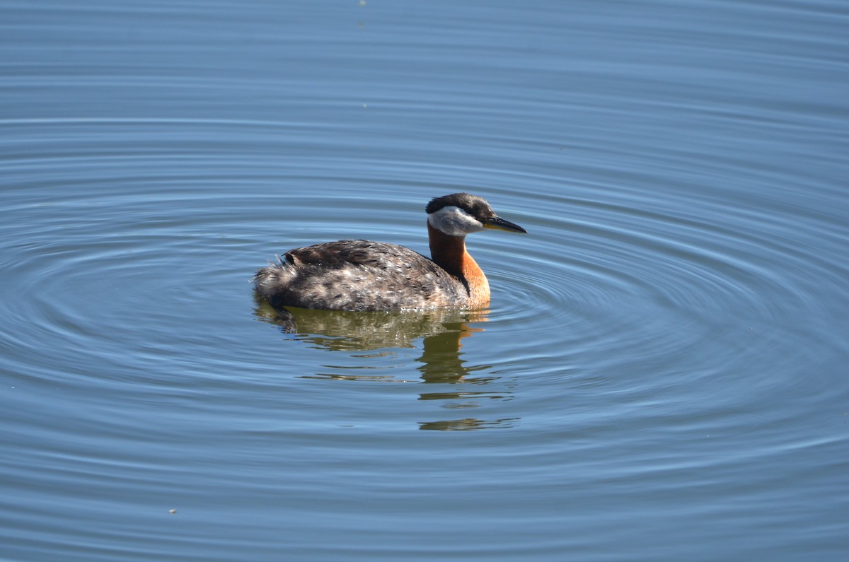 Red-necked Grebe - ML620146133