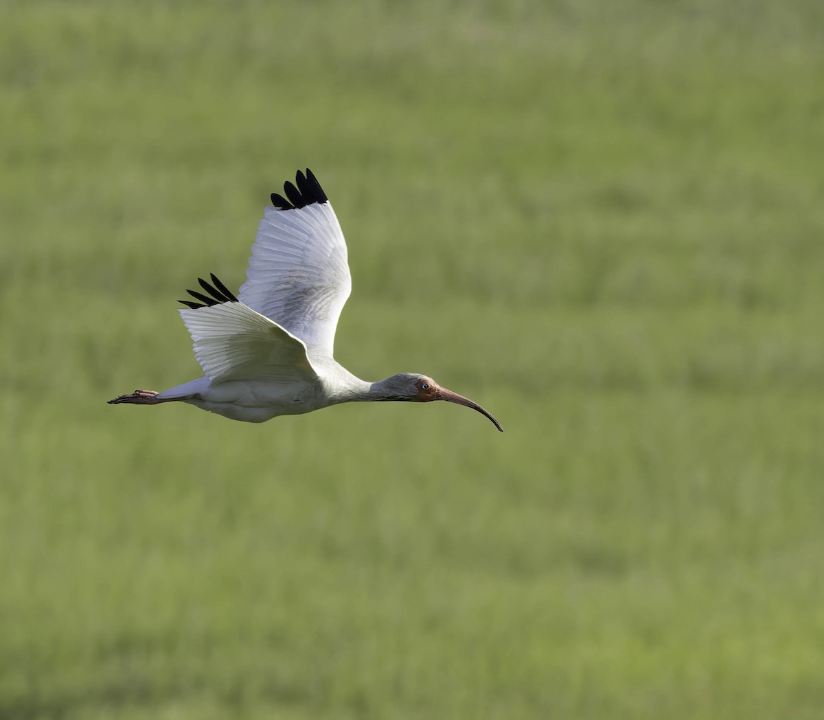 White Ibis - ML620146138