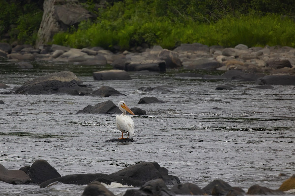 American White Pelican - ML620146149