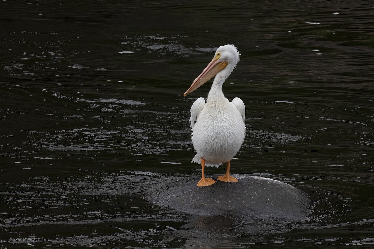 American White Pelican - ML620146150