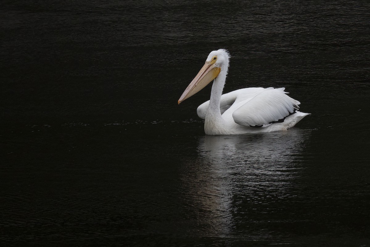 American White Pelican - ML620146151