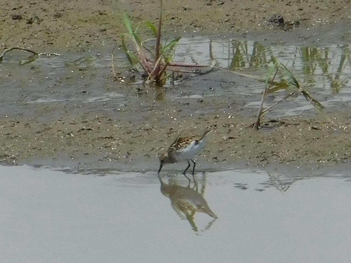 Semipalmated Sandpiper - ML620146170