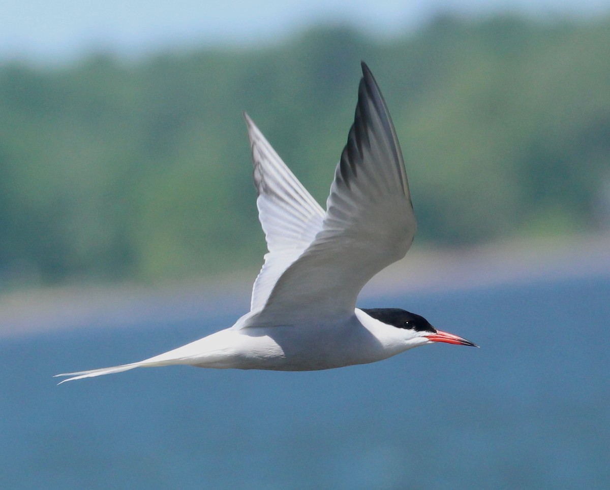 Common Tern - ML620146171