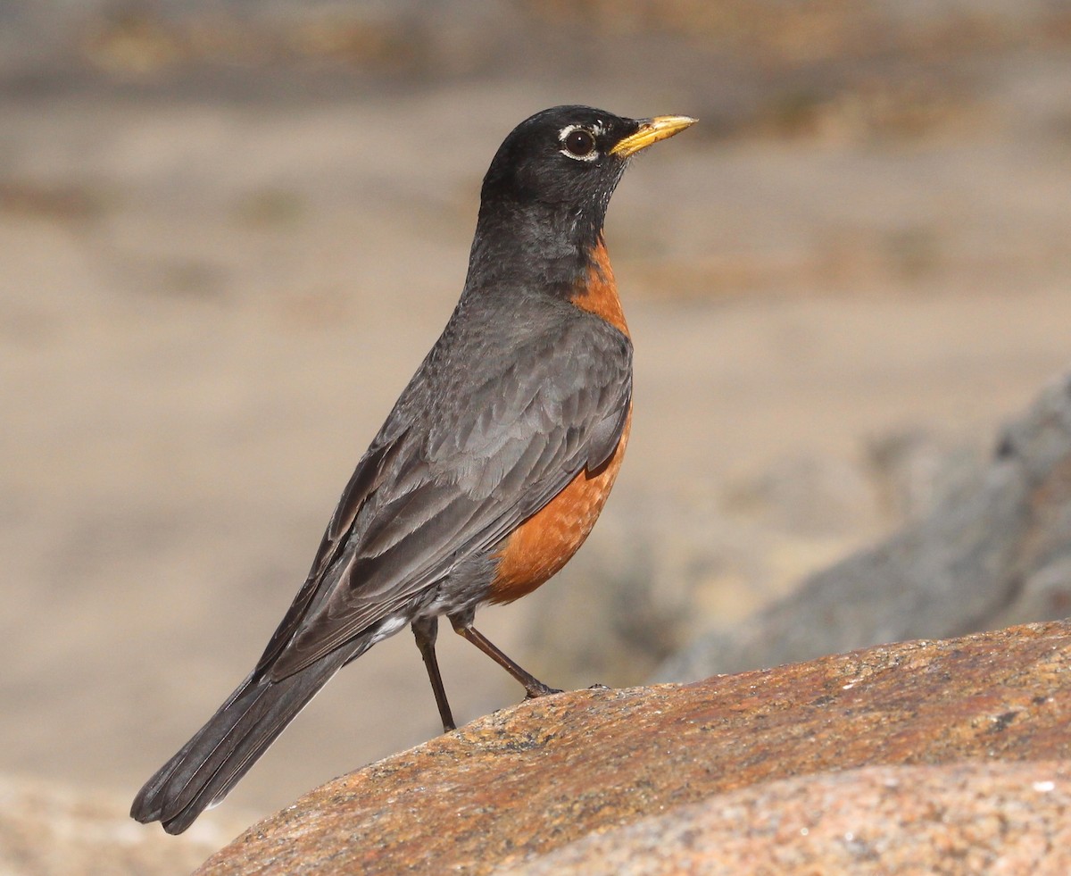 American Robin - ML620146193