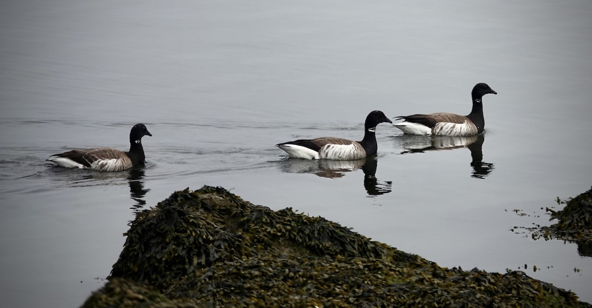 Brant - ML620146205