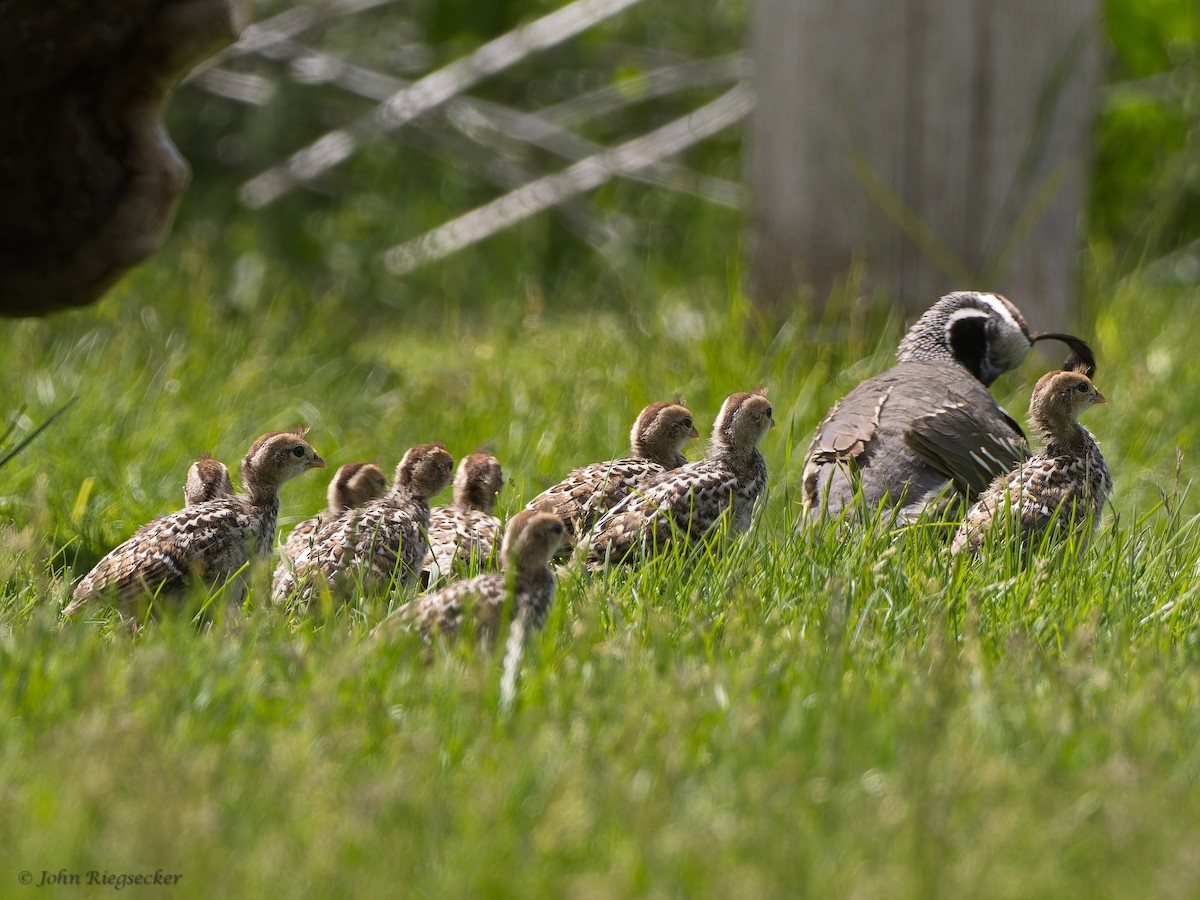 Galeper kaliforniarra - ML620146208