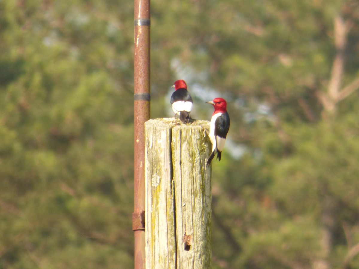 Red-headed Woodpecker - ML620146222