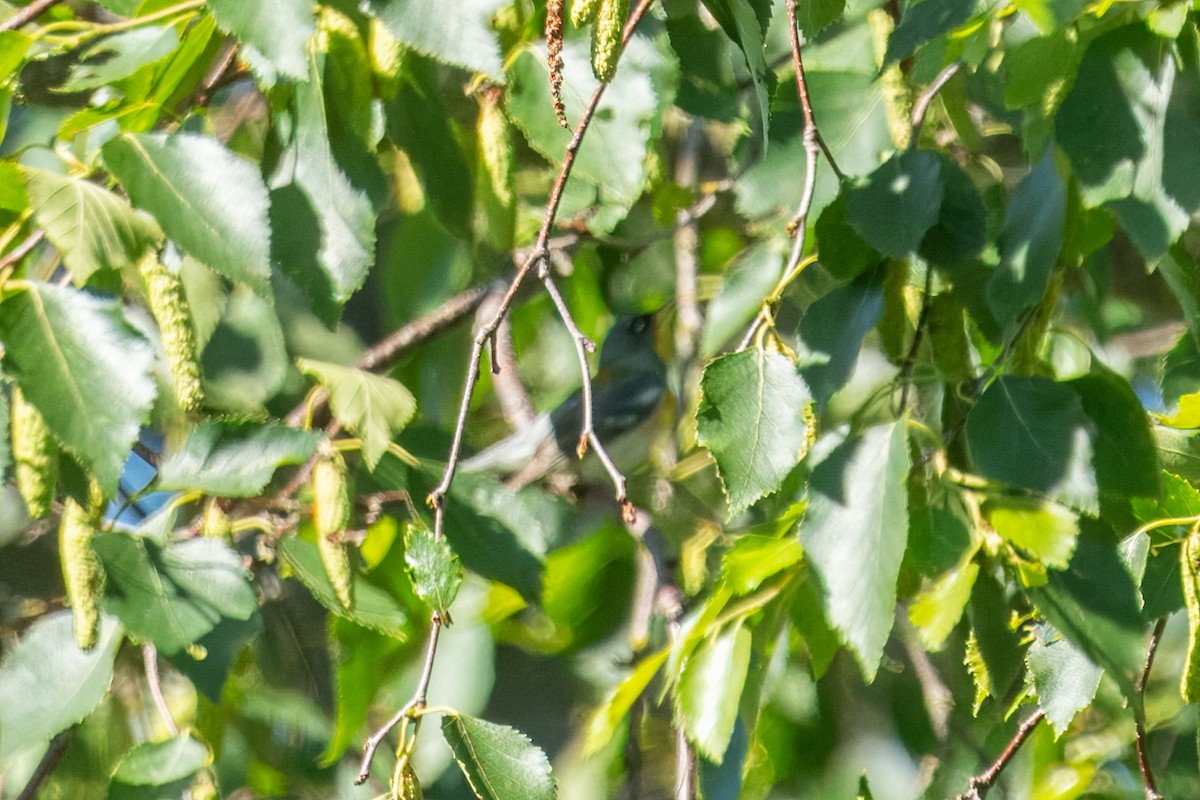 Northern Parula - ML620146231