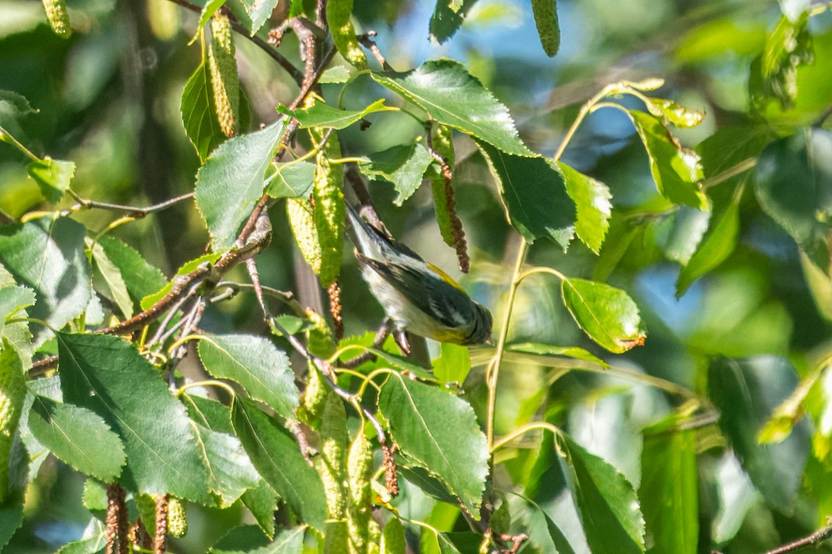 Northern Parula - ML620146233