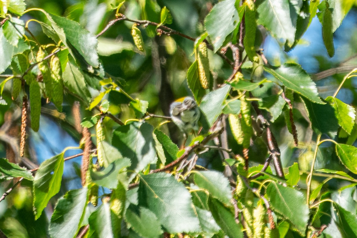 Parula Norteña - ML620146234