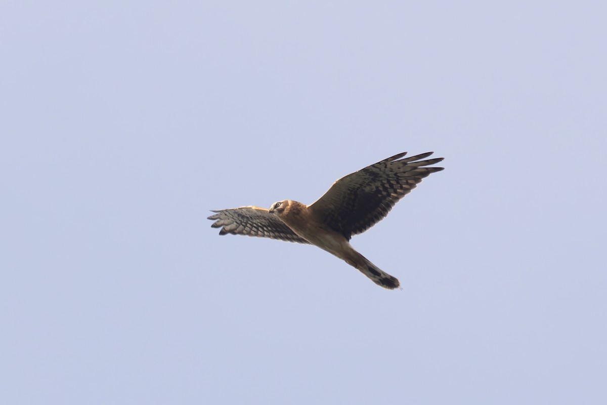 Pallid Harrier - ML620146242