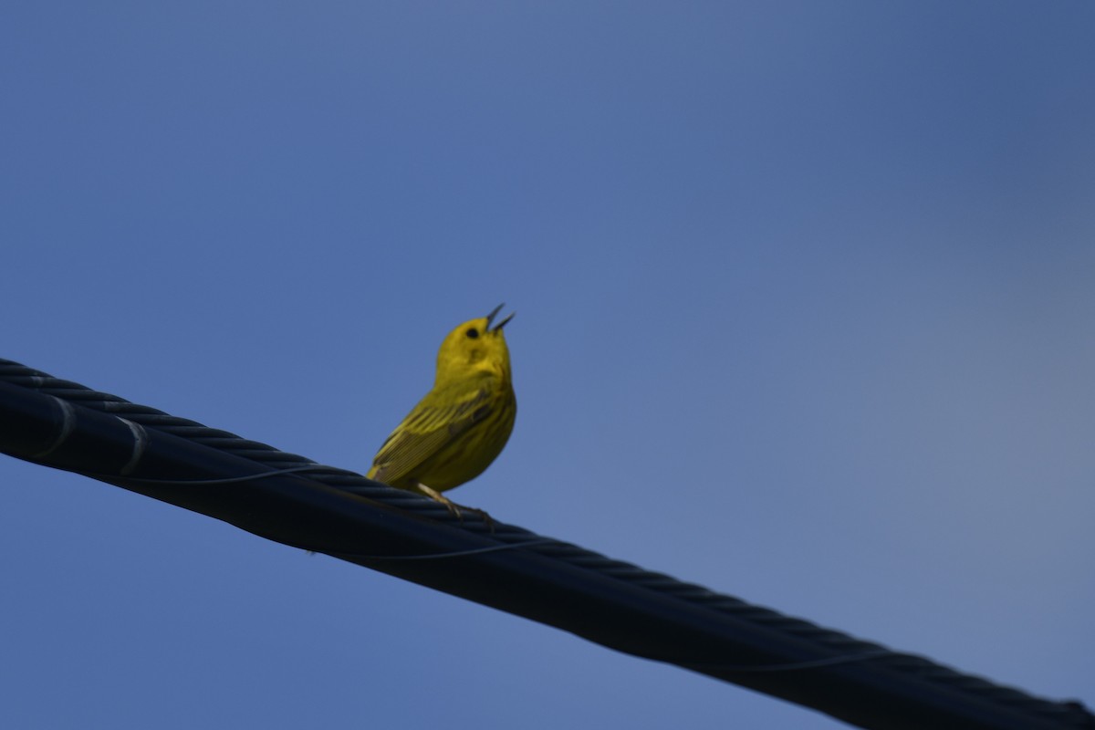 Yellow Warbler - ML620146245