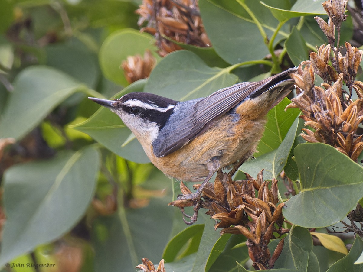 Red-breasted Nuthatch - ML620146253