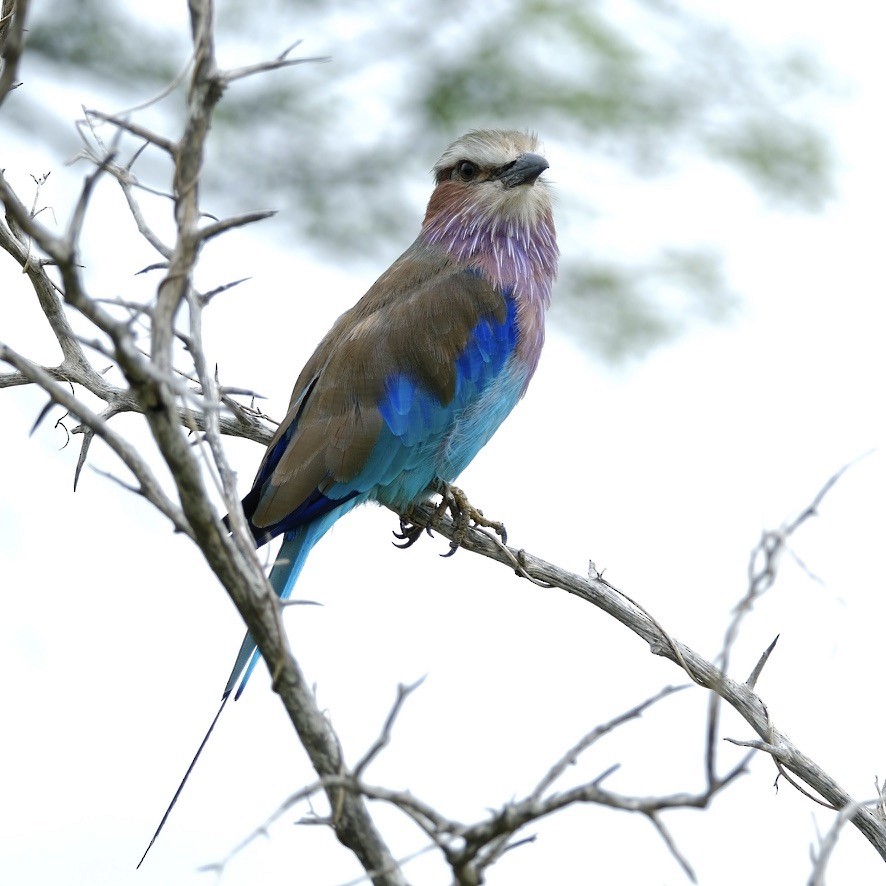 Lilac-breasted Roller - ML620146264