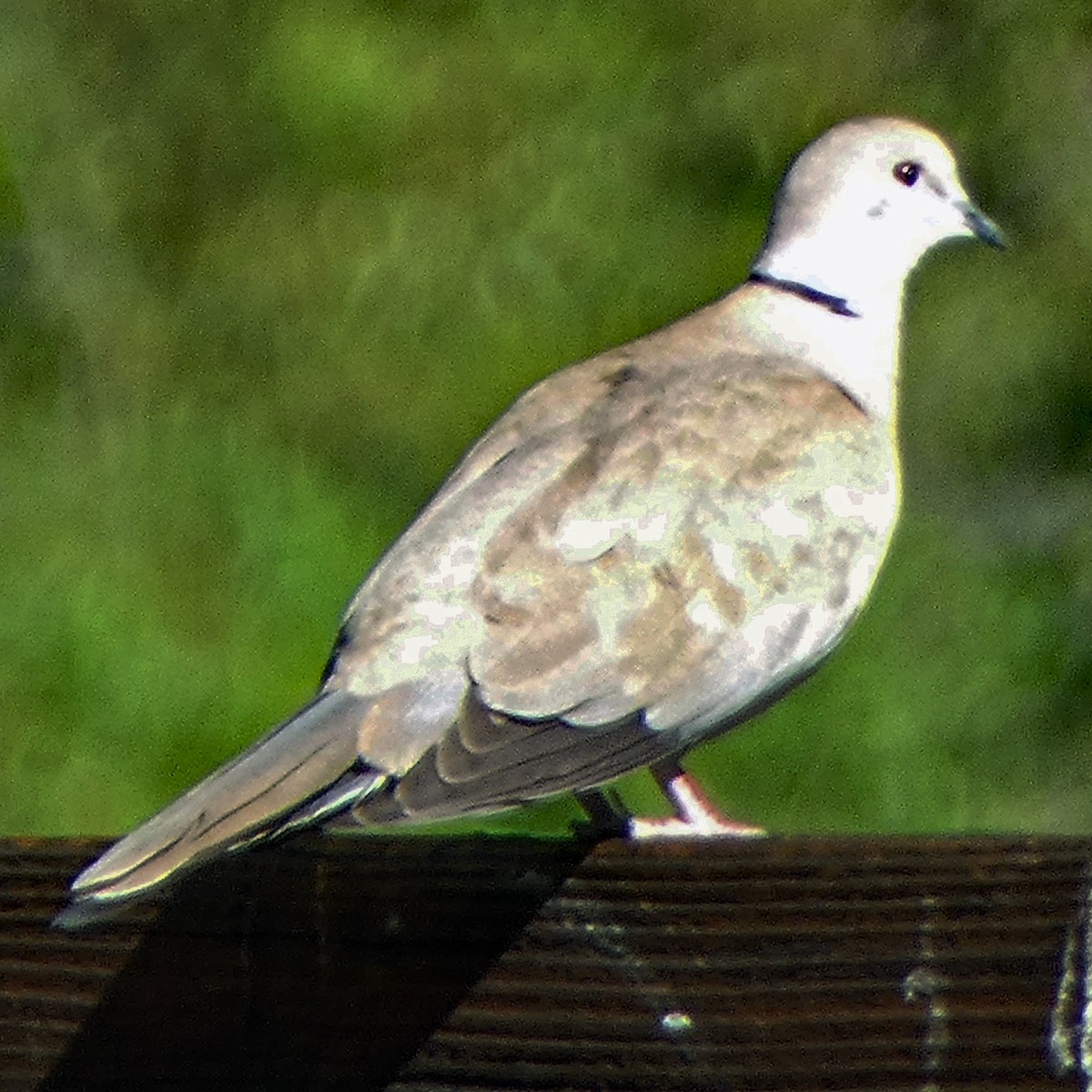 Eurasian Collared-Dove - ML620146271