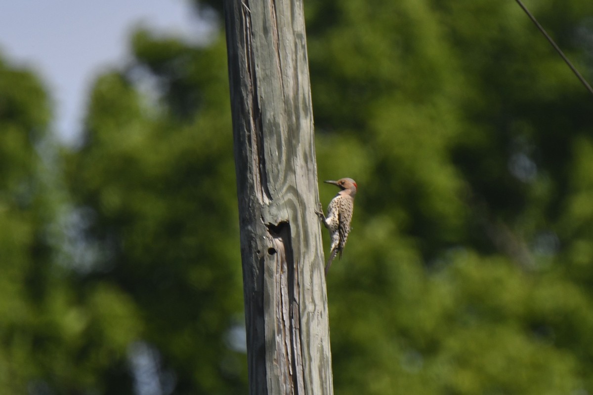 Northern Flicker - ML620146276