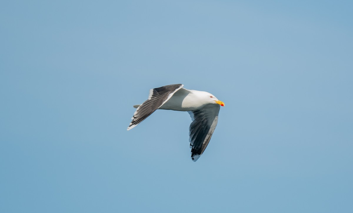 Great Black-backed Gull - ML620146277