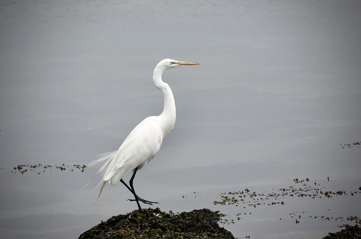 Great Egret - ML620146279