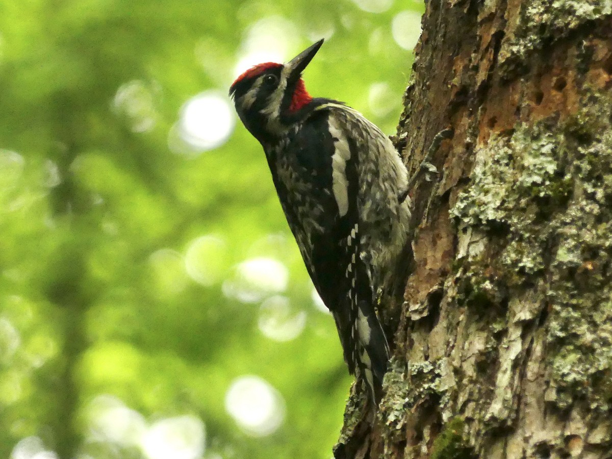 Yellow-bellied Sapsucker - ML620146280